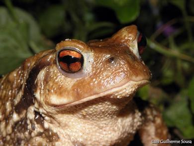 Bufo spinosus 