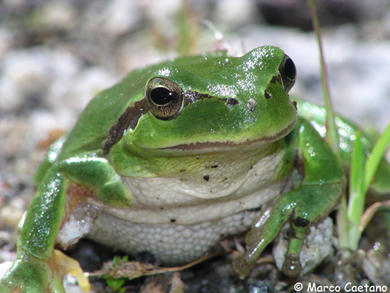 Hyla meridionalis 