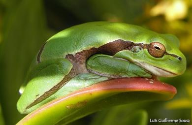 Hyla molleri  