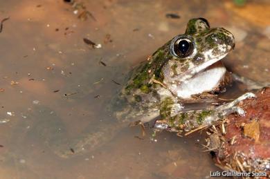 Pelodytes ibericus 