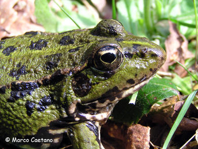 Pelophylax perezi 