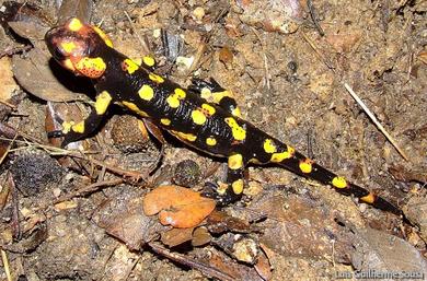 Salamandra salamandra