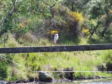 Ardea cinerea