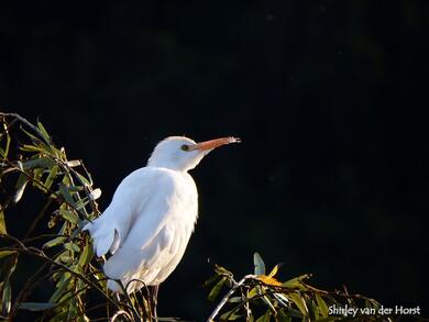 Bubulcus ibis