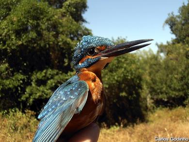 Alcedo atthis