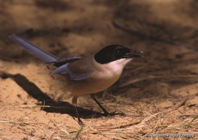 Cyanopica cyanus 