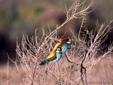 Merops apiaster 