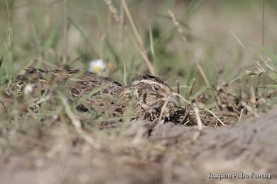 Coturnix coturnix