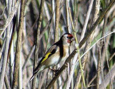 Carduelis carduelis