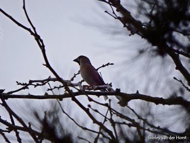 Coccothraustes coccothraustes 