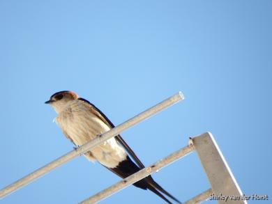 Hirundo daurica