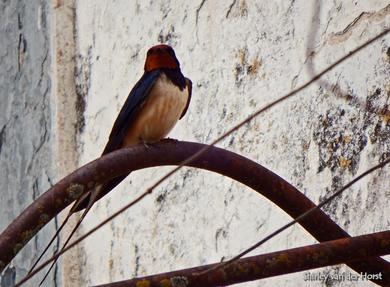 Hirundo rustica