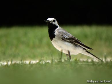 Motacilla alba