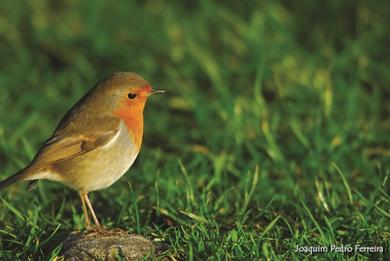 Erithacus rubecula 