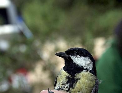 Parus major