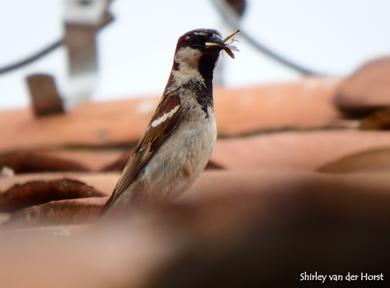 Passer domesticus