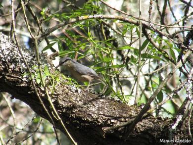 Sitta europaea