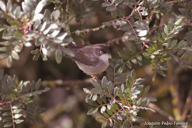 Sylvia melanocephala 