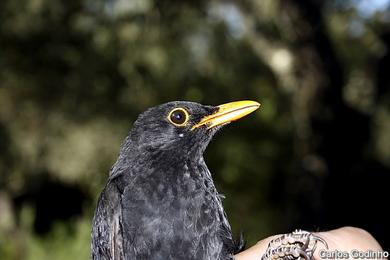 Turdus merula