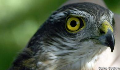 Accipiter gentilis 