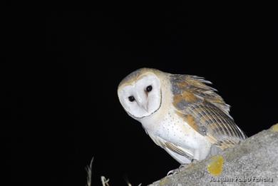 Tyto alba 