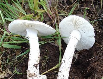 Amanita verna