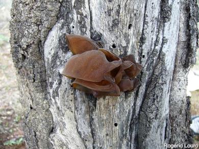 Auricularia auricula-judae