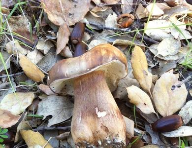 Boletus aereus