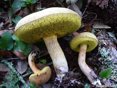 Boletus ferrugineus