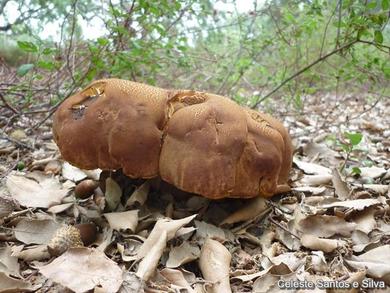 Boletus fragrans