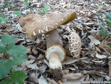 Boletus reticulatus