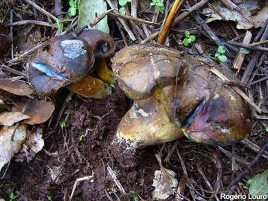 Cyanoboletus pulverulentus