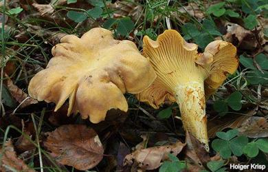 Cantharellus cibarius