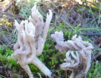 Clavulina coralloides