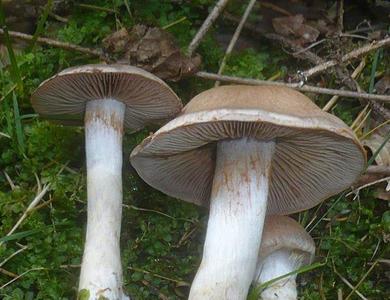 Cortinarius anomalus