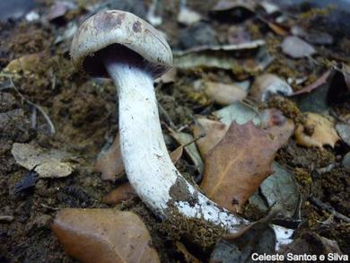 Cortinarius largus