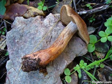 Cortinarius orellanus