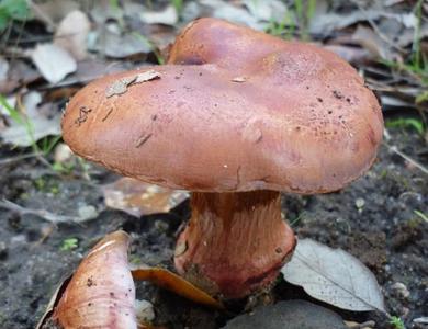 Cortinarius rufo-olivaceus