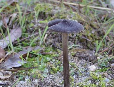 Entoloma hebes