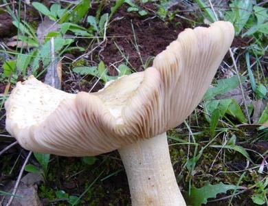 Entoloma sinuatum