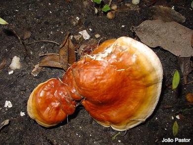 Ganoderma lucidum