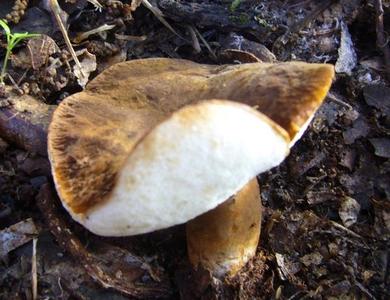 Gyroporus castaneus