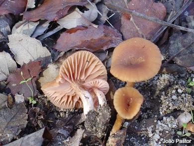 Laccaria laccata