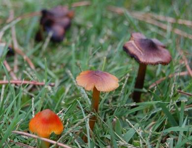 Hygrocybe conica