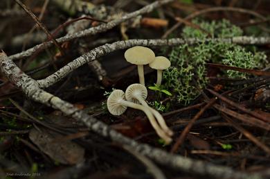 Hygrocybe russocoriacea 