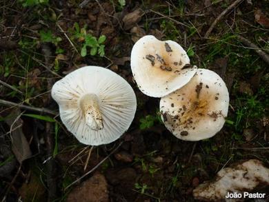 Hygrophorus cossus