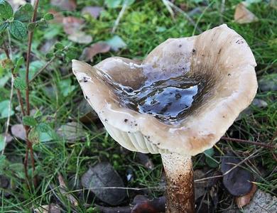 Hygrophorus persoonii