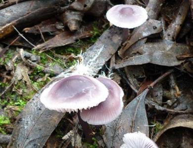 Mycena pura