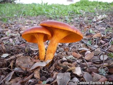 Omphalotus olearius