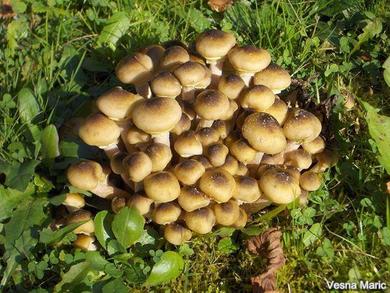 Armillaria mellea